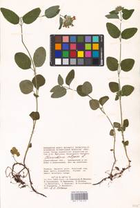 MHA 0 156 618, Clinopodium vulgare L., Eastern Europe, Lower Volga region (E9) (Russia)