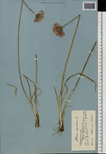 Allium angulosum L., Eastern Europe, Northern region (E1) (Russia)