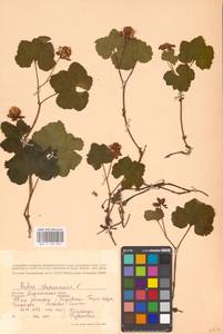 Rubus chamaemorus L., Eastern Europe, Northern region (E1) (Russia)