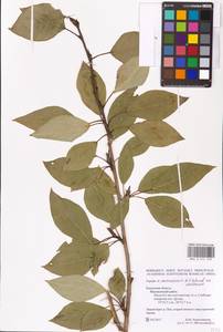 Populus ×moscoviensis Schröd., Eastern Europe, Central region (E4) (Russia)