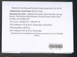 Pogonatum contortum (Menzies ex Brid.) Lesq., Bryophytes, Bryophytes - Russian Far East (excl. Chukotka & Kamchatka) (B20) (Russia)