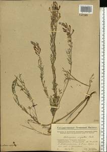 Astragalus varius, Eastern Europe, Middle Volga region (E8) (Russia)