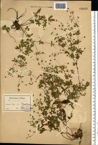 Potentilla erecta (L.) Raeusch., Eastern Europe, North-Western region (E2) (Russia)