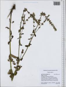 Nepeta nuda L., South Asia, South Asia (Asia outside ex-Soviet states and Mongolia) (ASIA) (China)