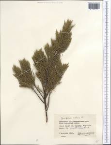 Juniperus sabina L., Middle Asia, Northern & Central Kazakhstan (M10) (Kazakhstan)