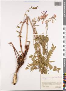 Hedysarum neglectum Ledeb., Siberia, Altai & Sayany Mountains (S2) (Russia)