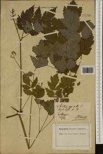 Actaea spicata L., Western Europe (EUR) (Germany)
