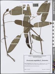 Persicaria amphibia (L.) Gray, Siberia, Western Siberia (S1) (Russia)