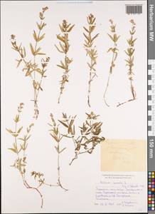 Galium boreale L., Siberia, Chukotka & Kamchatka (S7) (Russia)