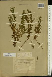 Gratiola officinalis L., Eastern Europe, Western region (E3) (Russia)