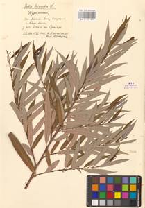 Salix triandra L., Middle Asia, Kopet Dag, Badkhyz, Small & Great Balkhan (M1) (Turkmenistan)