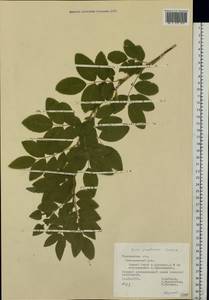 Rosa glabrifolia C. A. Mey. ex Rupr., Eastern Europe, Middle Volga region (E8) (Russia)