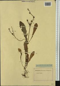 Crepis zacintha (L.) Babc., Western Europe (EUR) (Not classified)