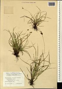 Carex depressa subsp. transsilvanica (Schur) K.Richt., Caucasus, Black Sea Shore (from Novorossiysk to Adler) (K3) (Russia)