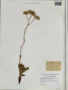 Limonium flexuosum (L.) Kuntze, Siberia, Baikal & Transbaikal region (S4) (Russia)