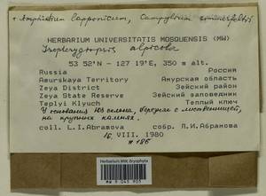 Isopterygiella alpicola (Lindb.) Ignatov & Ignatova, Bryophytes, Bryophytes - Russian Far East (excl. Chukotka & Kamchatka) (B20) (Russia)