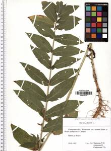 Stachys palustris L., Eastern Europe, Middle Volga region (E8) (Russia)