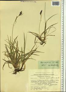 Carex microchaeta subsp. nesophila (Holm) D.F.Murray, Siberia, Chukotka & Kamchatka (S7) (Russia)