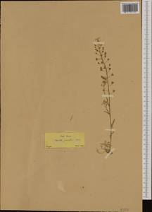 Capsella grandiflora (Fauché & Chaub.) Boiss., Western Europe (EUR) (Greece)