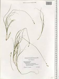 Carex loliacea L., Eastern Europe, Moscow region (E4a) (Russia)