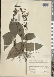 Magnoliopsida, South Asia, South Asia (Asia outside ex-Soviet states and Mongolia) (ASIA) (China)