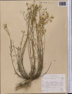 Linum lewisii, America (AMER) (United States)