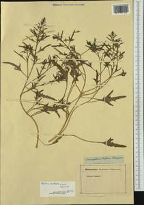 Blitum nuttallianum Roem. & Schult., Western Europe (EUR) (Not classified)