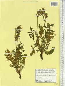 Oxytropis sordida (Willd.) Pers., Siberia, Central Siberia (S3) (Russia)