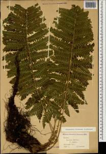 Dryopteris filix-mas (L.) Schott, Caucasus, Krasnodar Krai & Adygea (K1a) (Russia)