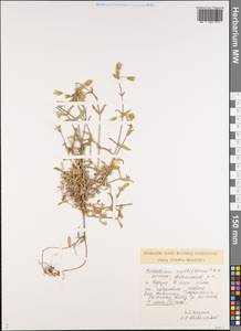Cerastium multiflorum C. A. Mey., Caucasus, Dagestan (K2) (Russia)
