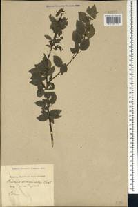 Prunus cerasifera Ehrh., Caucasus, Black Sea Shore (from Novorossiysk to Adler) (K3) (Russia)