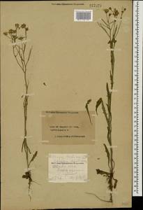 Crepis tectorum L., Eastern Europe, Central forest region (E5) (Russia)