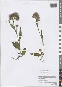 Saussurea nuda Ledeb., Siberia, Chukotka & Kamchatka (S7) (Russia)