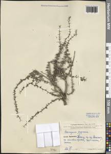 Caragana pygmaea (L.) DC., South Asia, South Asia (Asia outside ex-Soviet states and Mongolia) (ASIA) (China)