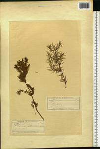 Juniperus communis L., Eastern Europe, Moscow region (E4a) (Russia)