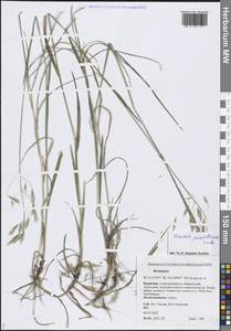 Bromus pumpellianus Scribn., Siberia, Baikal & Transbaikal region (S4) (Russia)