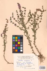 MHA 0 158 437, Mentha pulegium L., Eastern Europe, West Ukrainian region (E13) (Ukraine)