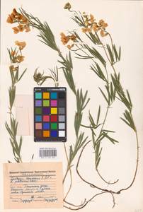 Lathyrus pallescens (M.Bieb.) K.Koch, Eastern Europe, Middle Volga region (E8) (Russia)