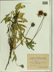Gaillardia aristata Pursh, Eastern Europe, Central region (E4) (Russia)