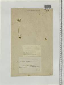 Androsace maxima L., Siberia, Altai & Sayany Mountains (S2) (Russia)