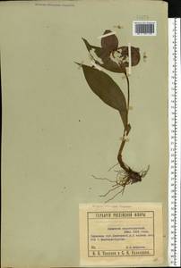 Cypripedium macranthos Sw., Eastern Europe, Eastern region (E10) (Russia)