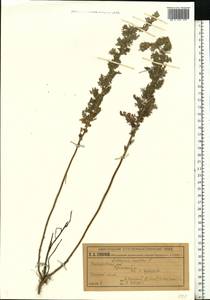 Artemisia pontica L., Eastern Europe, Volga-Kama region (E7) (Russia)