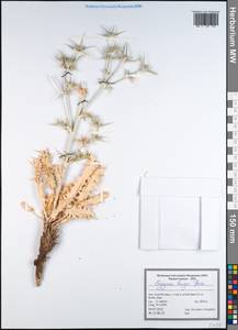 Eryngium bungei Boiss., South Asia, South Asia (Asia outside ex-Soviet states and Mongolia) (ASIA) (Iran)
