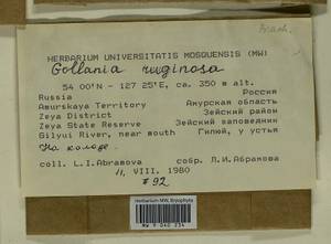 Gollania ruginosa (Mitt.) Broth., Bryophytes, Bryophytes - Russian Far East (excl. Chukotka & Kamchatka) (B20) (Russia)