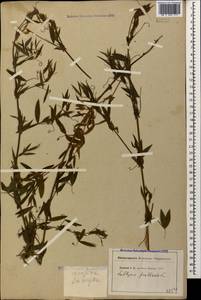 Lathyrus pratensis L., Caucasus, North Ossetia, Ingushetia & Chechnya (K1c) (Russia)