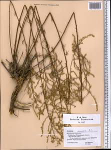 Artemisia arenaria DC., Middle Asia, Northern & Central Kazakhstan (M10) (Kazakhstan)