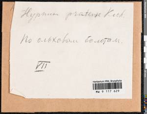 Stereodon pratensis (W.D.J. Koch ex Spruce) Warnst., Bryophytes, Bryophytes (no precise locality) (B0) (Russia)