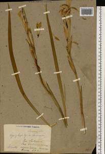 Iris halophila Pall., Eastern Europe, Lower Volga region (E9) (Russia)