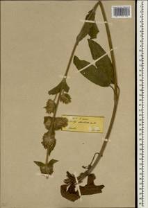 Stachys obliqua Waldst. & Kit., South Asia, South Asia (Asia outside ex-Soviet states and Mongolia) (ASIA) (Turkey)