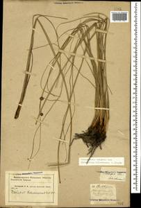 Scirpoides holoschoenus (L.) Soják, Caucasus, Krasnodar Krai & Adygea (K1a) (Russia)